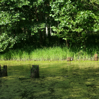 Sunlight filters through the trees in Liepāja, illuminating a tranquil pond with duckweed-covered water and old wooden posts hinting at a forgotten pier, as nature reclaims the space.