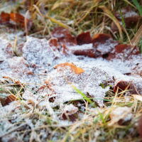 A close-up of the ground in Mazirbe, covered with frost-dusted brown leaves and yellowing grass. The leaves are scattered unevenly, while slender green blades peek through. The frost adds a delicate white layer, crafting a crisp, early winter scene perfect for SEO-driven content on seasonal beauty.