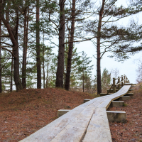 A wooden boardwalk curves gently upward through the Mazirbe forest of tall pine trees. The ground is covered in brown pine needles, and bare branches extend into the cloudy sky. The railing on one side of the boardwalk offers support along this natural, scenic path.