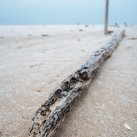 Close-up of a weathered, barnacle-covered log lying diagonally on a Mazirbe sandy beach. The sky is overcast, and the background features a blurred view of the ocean. The log's texture and detail are prominent, contrasting with the smooth sand.