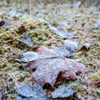 A close-up of the forest floor in Mazirbe reveals frost-dusted splendor. A large brown oak leaf, centrally positioned, glistens with a white shimmer. Smaller frosted leaves and lush moss surround it, while slender blades of grass peek through, all bathed in soft, natural light.