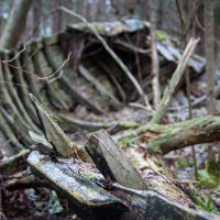 A dilapidated wooden structure in the forest of Mazirbe, partially covered in moss and surrounded by thin, leafless branches. The wood is weathered and broken, with several planks jutting out at angles. The background shows dense, unfocused trees, creating a sense of decay and abandonment.