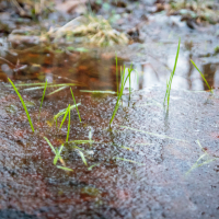 Close-up of several green grass blades sprouting through a shallow water puddle on the rough, muddy surface reminiscent of Mazirbe landscapes. The water reflects light, creating a sheen, and blurred brown and green elements in the background suggest a natural, outdoor setting.
