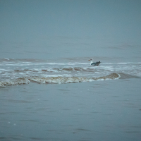 A seagull floats on gentle ocean waves under a foggy Mazirbe sky. The water is a muted bluish-gray, blending into the overcast background. Subtle ripples and small waves create texture on the ocean surface, evoking a calm, serene atmosphere.