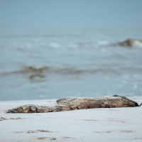 A piece of driftwood lies on the sandy Mazirbe beach with the ocean in the background. The sky is overcast, and gentle waves dance in the distance. The wood is partially buried in the sand, its bark peeking through, creating a serene coastal scene.