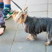 A small Yorkshire Terrier with dark brown and black fur stands on a paved sidewalk in Kalnciema kvartāls, leashed and looking attentively. A person wearing patterned pants, black woven sandals on their left foot, and a blue cast sandal on their right foot is holding the leash. What a charming modes diena scene!