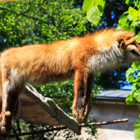A red fox with dense fur is seen resting on a wooden platform at Kalnciema kvartāls, lying on its stomach with all four legs hanging off the sides. The background features green leaves and trees under bright sunlight, casting a natural and serene atmosphere. The fox appears relaxed and at ease during modes diena.