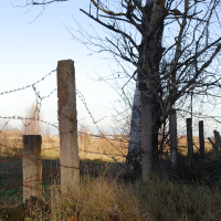 A Skulte bare tree in a field.