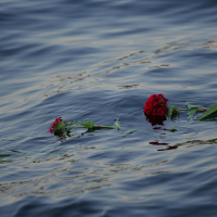 Two red carnations with green stems and leaves float on the surface of rippling, blue-gray water. The flowers slightly bend and partially submerge as they drift. The muted reflection of the flowers adds a poignant contrast to the serene water, reminiscent of an Oligarhu kapusvētki tribute.