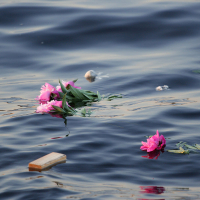 Pink flowers and scattered green leaves floating on a body of calm, rippling water. In the bottom left corner, a small, rectangular wooden piece is also floating. The scene is serene and reminiscent of kapusvētki, with the water reflecting soft light, creating a peaceful, melancholic atmosphere.