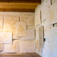 A room with a wooden ceiling and stone flooring features numerous large sheets of paper with botanical drawings, hung densely on two walls. The papers, reminiscent of a Papīra objektu festivāls, are attached with small clips to strings running horizontally across the walls, creating a layered, artistic display.