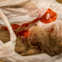 A plastic bag partially filled with loose animal fur, likely from grooming a pet, shares space with tangled bits of hay or straw. The white bag has red and green designs reminiscent of a festivāls and is crumpled around the light brown fur inside. Papīra objekti can be faintly seen in the slightly blurred background.