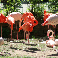 A group of flamingos standing in Riga Zoo enclosure.