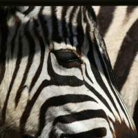 A close up of a zebra's head at Riga Zoo.