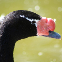 A close up of a black swan with a red beak at Riga Zoo.