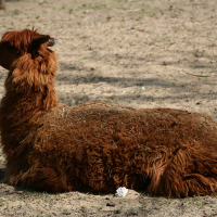 A brown llama at the Riga Zoo.