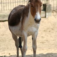 A donkey at Riga Zoo.