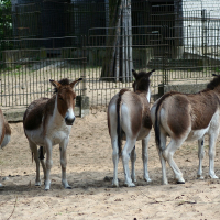 A group of donkeys standing in a fenced area at Riga Zoo.