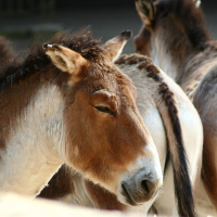 Donkeys at Riga Zoo standing together.