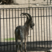 A goat at Riga Zoo standing behind a fence.