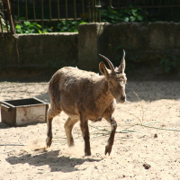 A goat exploring Riga Zoo.