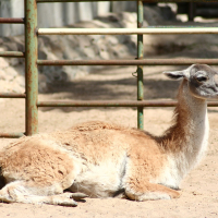 A llama in Riga Zoo lying down in the dirt.