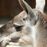 A close up of a llama's head at Riga Zoo.