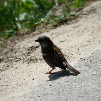 A small bird seen at Riga Zoo.