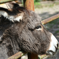 A donkey's head sticking out of a fence at Riga Zoo.