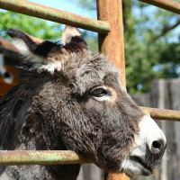 A donkey at Riga Zoo looking over a fence.