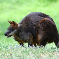 A kangaroo is standing in Riga Zoo.