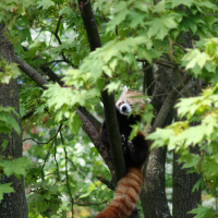 A red panda in Riga Zoo.