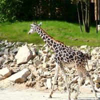 A giraffe walking at Riga Zoo.