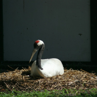 A bird is nesting in the grass at Riga Zoo.