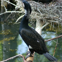 A bird perched on a branch at Riga Zoo.