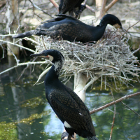 A group of birds sitting on a branch at Riga Zoo.