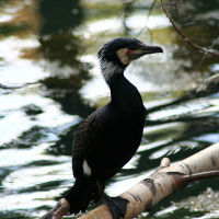 A bird at Riga Zoo perched on a branch.