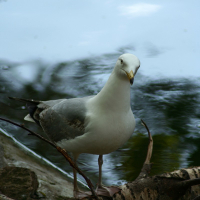 A seagull perched on a branch at Riga Zoo.