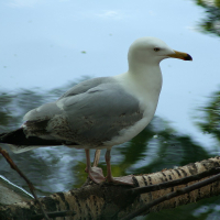 A seagull perched on a tree branch at Riga Zoo.