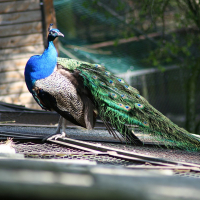 A peacock perched on a rooftop at Riga Zoo.