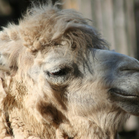 A camel at Riga Zoo.