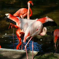 A flock of flamingos gracefully gathered in a pond at Riga Zoo.