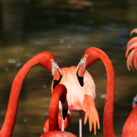 A group of flamingos at Riga Zoo.