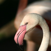 A close up of a flamingo at Riga Zoo.