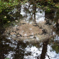 A serene forest puddle in Saaremaa, reflecting the surrounding trees above, with sunlight dappling through the leaves, casting a natural kaleidoscope on the water's surface, while stones anchor