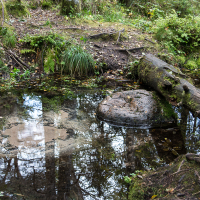 A serene woodland pond on Saaremaa reflects the overcast sky, surrounded by rich foliage and a fallen log, highlighting nature's quiet decay and renewal.