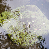 A scattering of coins lies atop a bed of green algae in shallow water near Saaremaa Island, Estonia, suggesting a wishing well where people have tossed in change, possibly making silent wishes for good