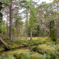 A serene forest in Saaremaa with a variety of trees and a calm stream meandering through, highlighting the lush greens and the tranquility of a woodland ecosystem.