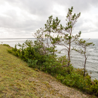 A windswept coastline in Saaremaa with resilient pines standing against a cloudy sky, reflecting the tranquil yet dynamic interplay between land and sea.