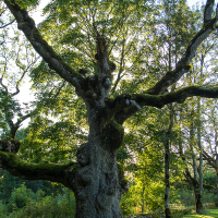 A majestic, gnarled tree stands sentinel in a sunlit glade on Saaremaa Island, Estonia, its robust trunk and sprawling branches casting shadows on the verdant grass, a testament